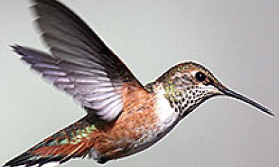 A rufous hummingbird flying. The bird is copper colored on the belly with bright green throughout the back and throat.
