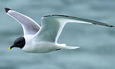 a Sabines gull flies over the ocean. The bird is white with a black head and black wing tips. 