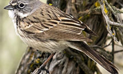 a sagebrush sparrow