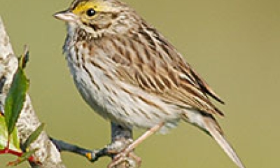 a savannah sparrow sits on a small branch