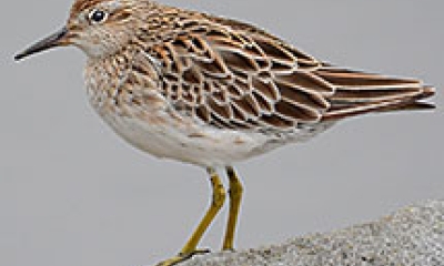 a sharp-tailed sandpiper