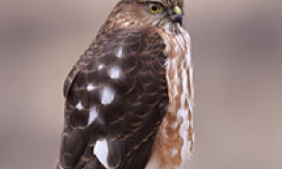 a sharp-shinned hawk