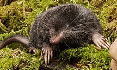 a shrew mole
