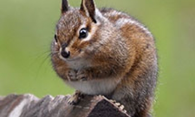 A Siskiyou chipmunk. It has pointed ears that are relatively large.