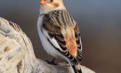 a snow bunting bird. It has complex orange, brown, and black markings on its back and wings. The front of the bird is white.