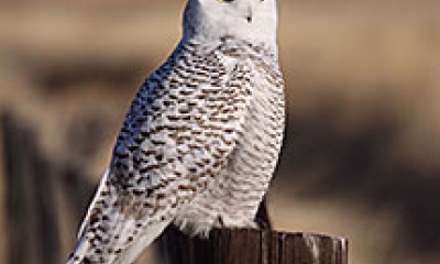 A snowy owl stands on a fence post. The owl is white with black barring throughout the plumage