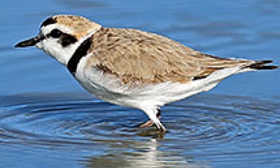 a snowy plover wades in shallow water