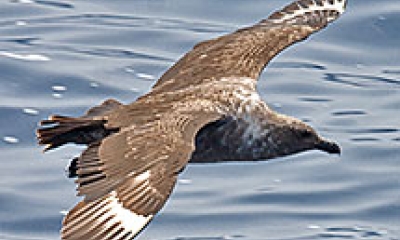 a south polar skua flies close to the water's surface