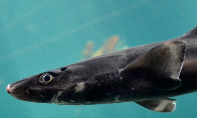 A small spiny dogfish shark