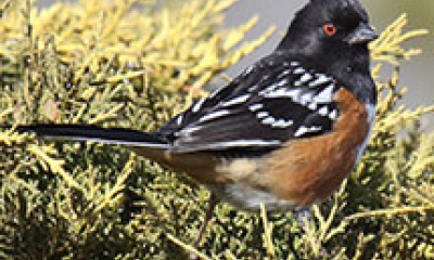 a spotted towhee