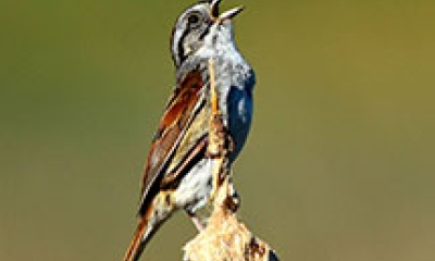 a swamp sparrow bird holds its head back with its mouth open in song