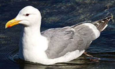 A Thayer's gull swims 