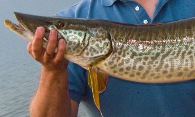 A man holds a tiger muskie out of the water. The fish is approximately two and a half feet long. It has a greenish-brown body with dark brown markings