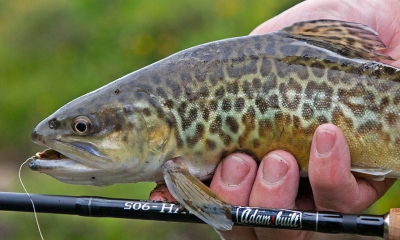 a person holds a tiger trout up with the rod used to catch it. 