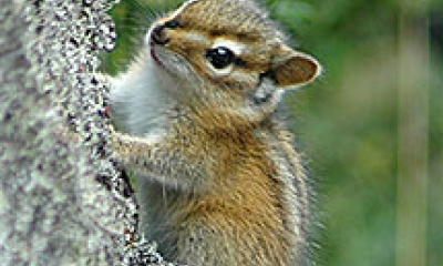 A townsend's chipmunk clings to the side of a tree