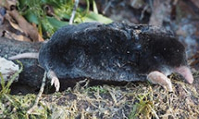 a Twonsend's mole