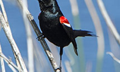 a tricolored blackbird stands on a reed