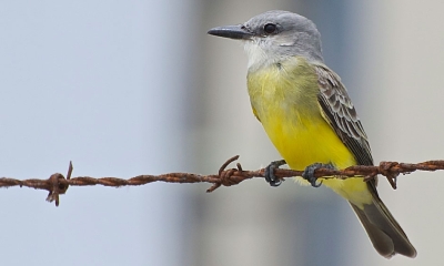 A tropical kingbird sits on a barbed wired fence. The bird is yellow on the belly with a gray head, dark wings and tail, and a black, straight beak.