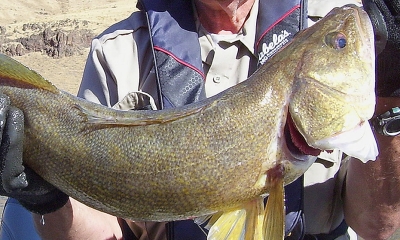 A man holds a large walleye out of the water. The fish is approximately three feet long and a light brown color