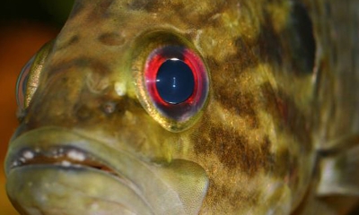 A close up of a warmouth fish. The fish is mottled green and brown and has bright red eyes. 