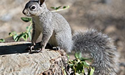 A western gray squirrel stands on a stump