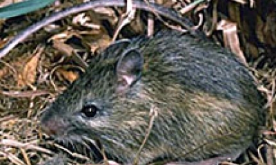 a western jumping mouse. It is brownish-gray with a relatively large face