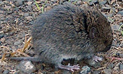 A western red-backed vole