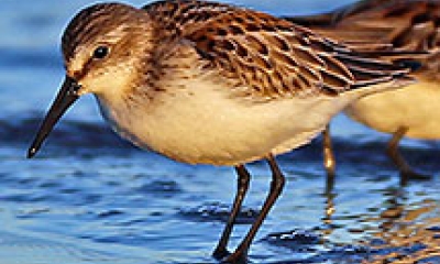 western sandpiper hunts for food in shallow water