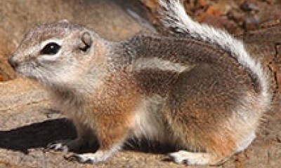 A white-tailed antelope squirrel stands on a rock. The squirrel is a ground squirrel with a chubby body and a white tail.