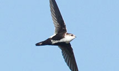 A white-throated swift flies through the air