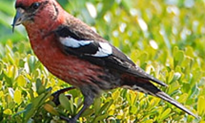 white-winged crossbill. The bird has a red body and black and white wings and tail