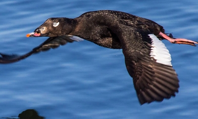 A white-winged surf scoter flies above the water's surface. The bird is black with one white patch on each wing and orange beak and feet