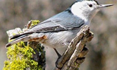 White-breasted nuthatch | Oregon Department of Fish & Wildlife