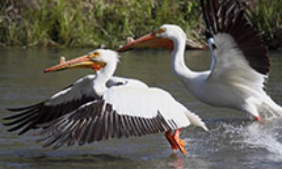 Pelicans