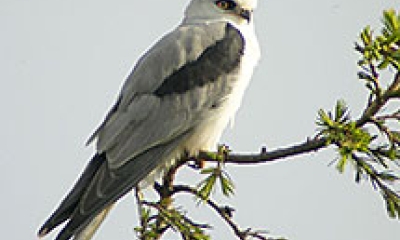a white-tailed kite perches on a tree limb