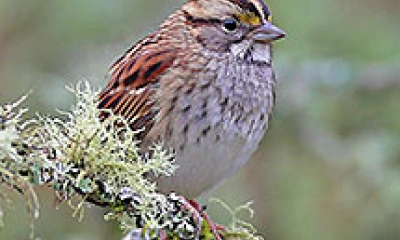 a white-throated sparrow sits on a tree branch