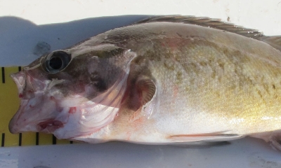 A widow rockfish lying on a measuring tape. The fish is yellow-brown in color.