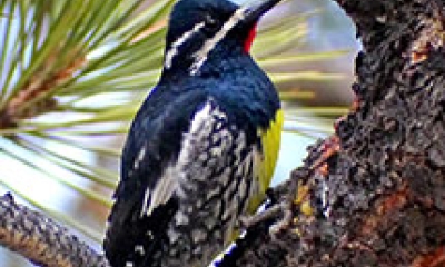 a male Williamson's sapsucker sits in a tree. The bird is mostly dark with some white markings on the wings and face. It has a bright yellow belly and a red spot under the chin