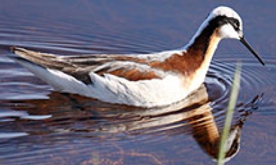 A Wilson's phalarope swims in shallow water aiming its bill toward the water