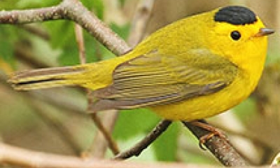 a wilsons warbler. The bird is all yellow with a black cap