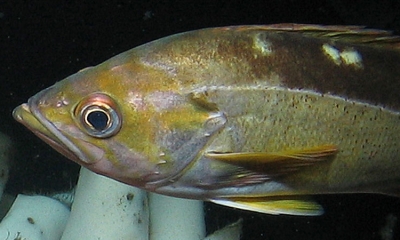 A yellowtail rockfish swims next to white tube worms deep underwater.