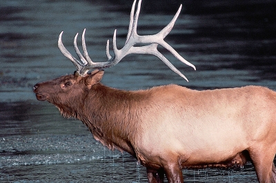 a bull elk stands in a body of water. It has large antlers and water running down its neck.