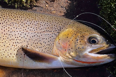 Cutthroat Trout | Oregon Department Of Fish & Wildlife