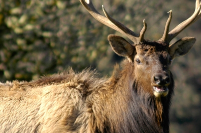 largest roosevelt elk