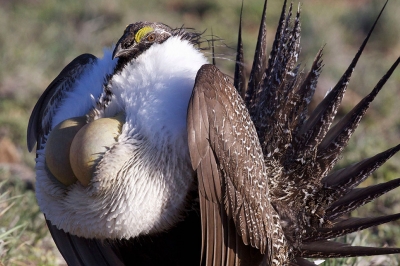 A male sage grouse puffs up its chest and fans out its tail. The bird is brown on the back, tail and wings and white on the chest. It has two yellow air sacks on it's chest that it puffs out.