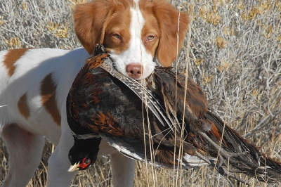 Pheasant hunt