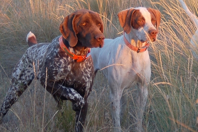 upland bird hunting dogs