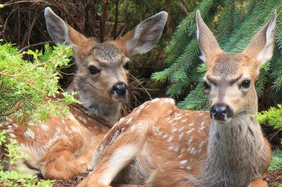 Mule deer twins