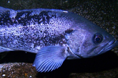 Black rockfish