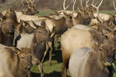 a herd of elk